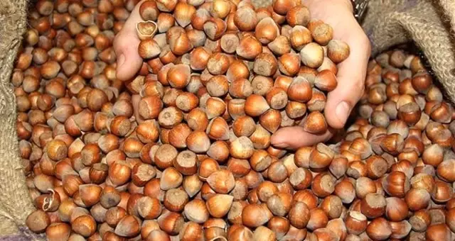Fındığın maliyeti 15 TL olarak belirlendi