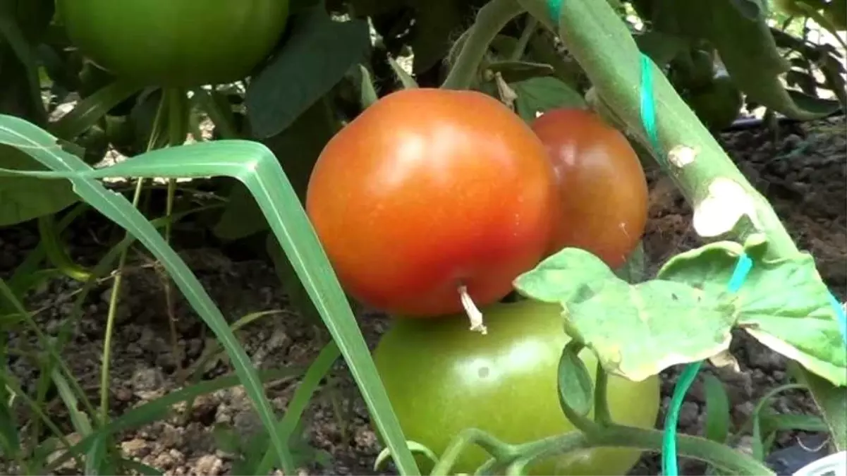 Iğdır'da domates hasadı başladı