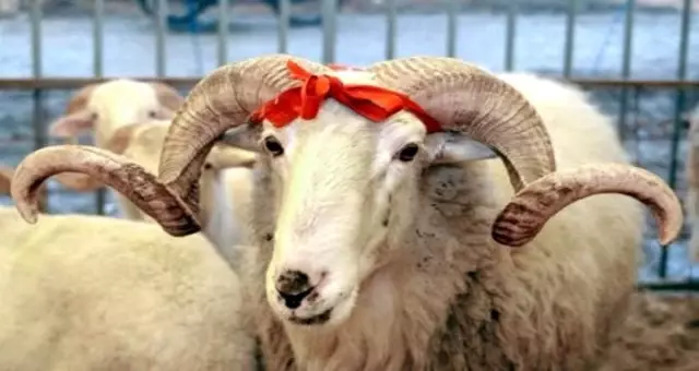 Kurban Bayramı ne zaman? 2019 Kurban Bayramı tatili uzatıldı mı?