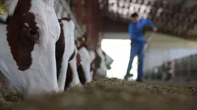 Meclis gündemine taşınmıştı, Tarım Bakanı: İspanya'dan gelen 3 bin hayvanın sertifikası sahte