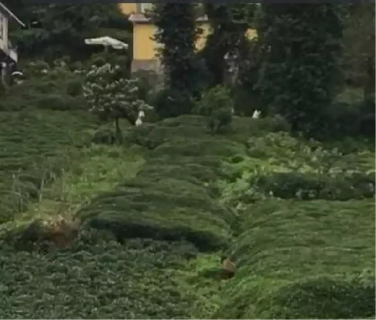 Rize'de ayı çay bahçesine girdi