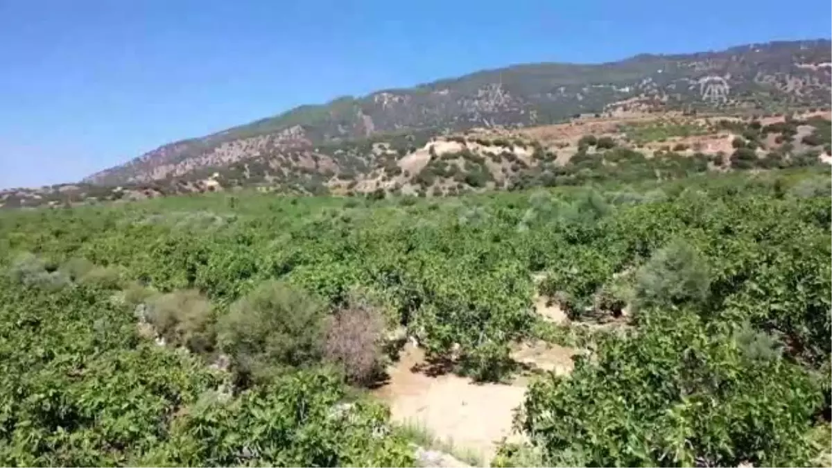 Sezonun ilk inciri hasat edildi