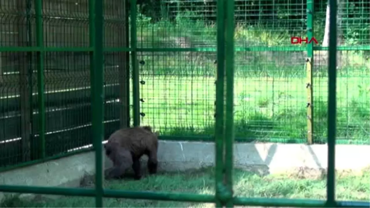 SİNOP Kazada yaralanan 'Aykız' sağlığına kavuştu