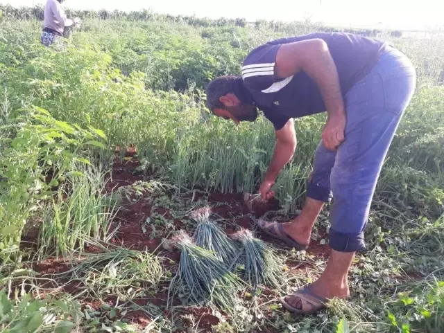 Yeşil soğanın çuvalı tarlada 5, halde 100 lira