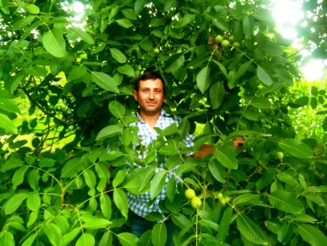 Ziraat Odası Başkanı Çalışkan: Çiftçilerimiz ceviz yetiştiriciliğine yönelmeli