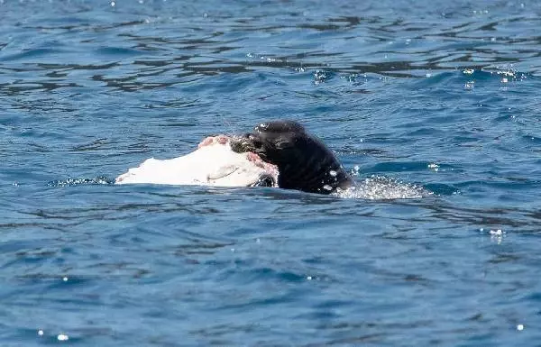 Akdeniz foku Kekova'da balık yerken görüntülendi