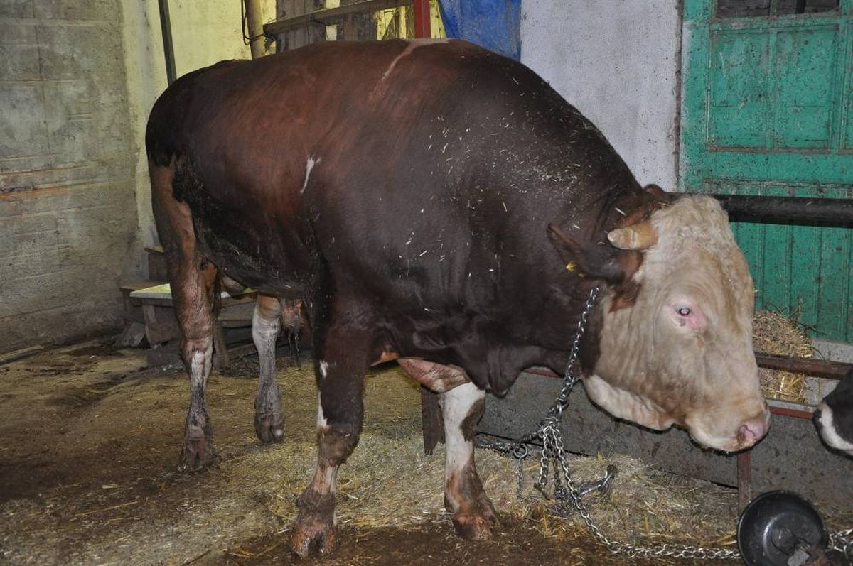1,5 tonluk kurbanlık boğa, traktör ile takas edilecek