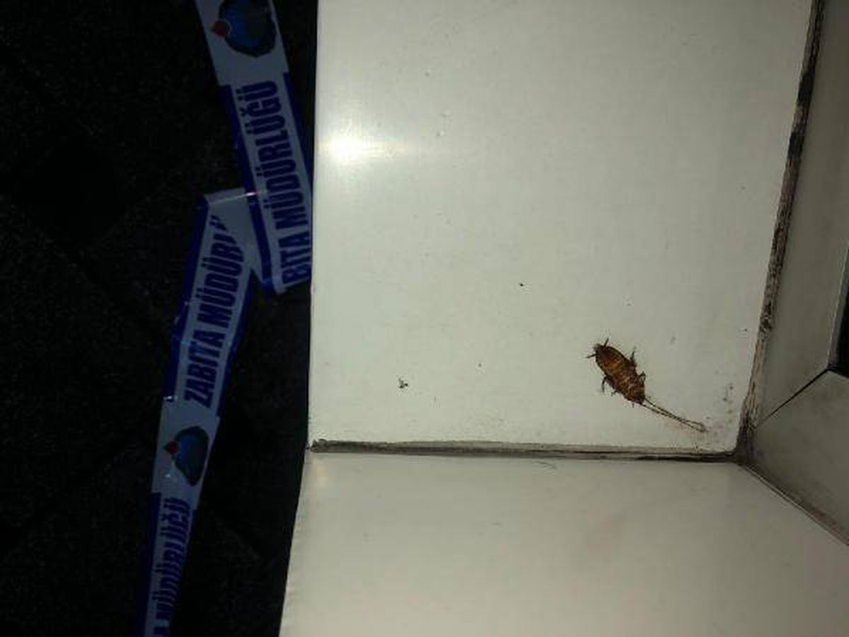 Caddeyi 'kakalak' böceği sardı, ekipler ilaçlama yaptı