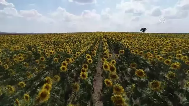 'Güne aşık' tarlaları görenleri etkiliyor 'Güne aşık' tarlaları görenleri etkiliyor
