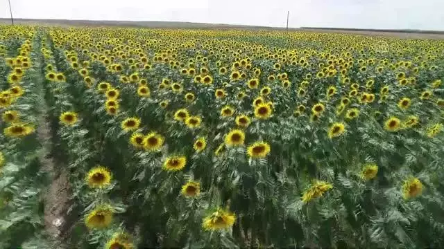 'Güne aşık' tarlaları görenleri etkiliyor 'Güne aşık' tarlaları görenleri etkiliyor