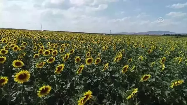'Güne aşık' tarlaları görenleri etkiliyor 'Güne aşık' tarlaları görenleri etkiliyor