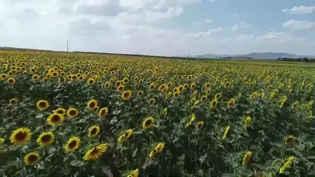 'Güne aşık' tarlaları görenleri etkiliyor 'Güne aşık' tarlaları görenleri etkiliyor