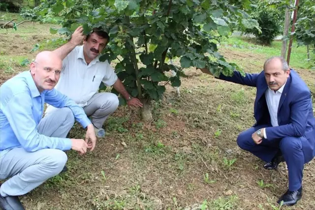 Trabzon'da aşılı fındık ağaçları meyveye durdu Trabzon'da aşılı fındık ağaçları meyveye durdu