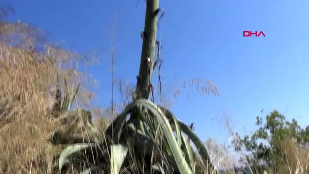 AGAVE SİLİVRİ'DE AÇTI