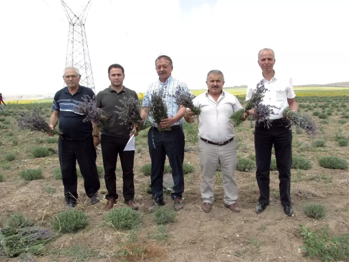 Alaca'da lavanta hasadı başlandı