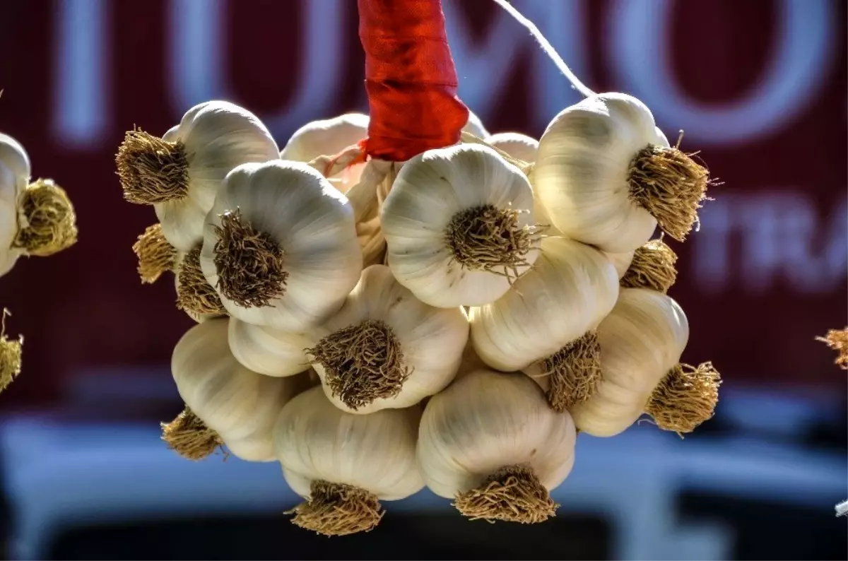 Taşköprü sarımsağı bu hafta 17 TL'den alıcı buldu