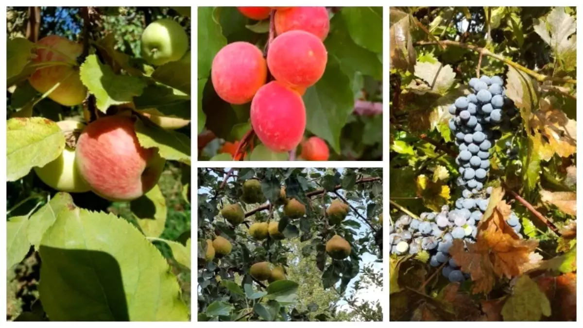 Meyve çeşitlerinin yaygınlaştırılması