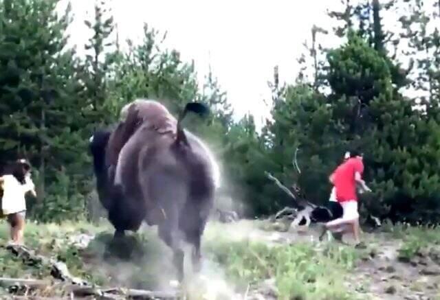 Parktaki bizonun saldırısına uğrayan 9 yaşındaki çocuk metrelerce havaya uçtu