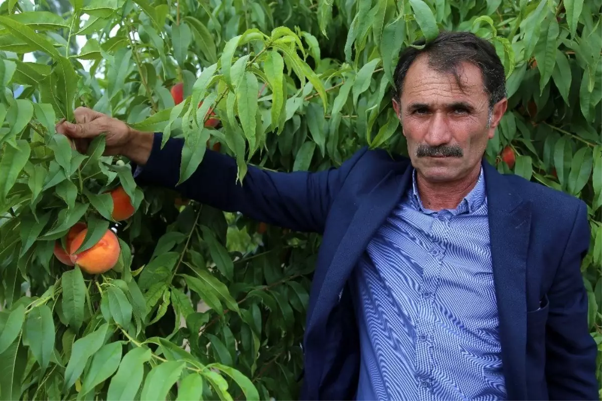 Tokat şeftalisinde hasat başladı