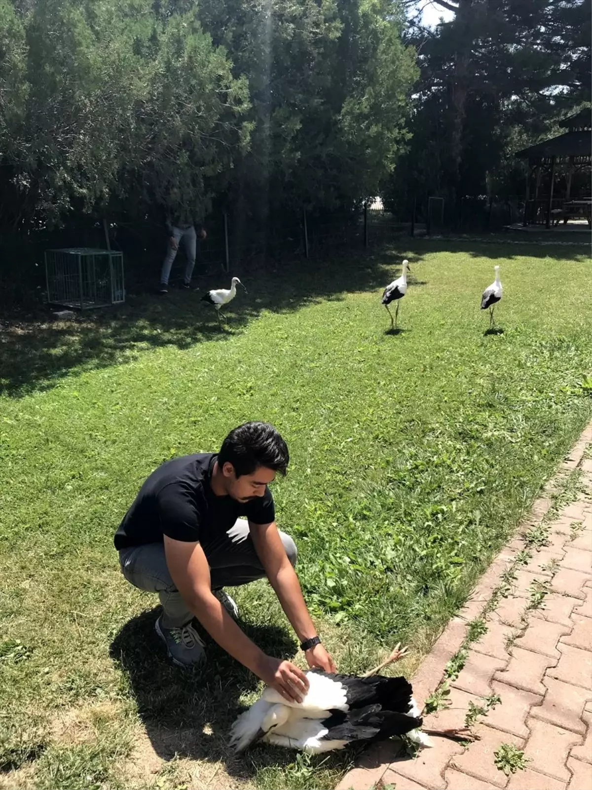 Yaralı leylekleri öğrenciler tedavi ediyor