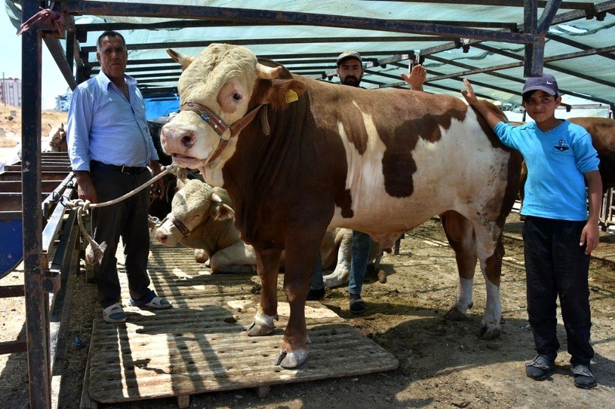 1 ton 200 kiloluk 'Paşa' isimli boğa 17 bin 500 TL'ye satıldı
