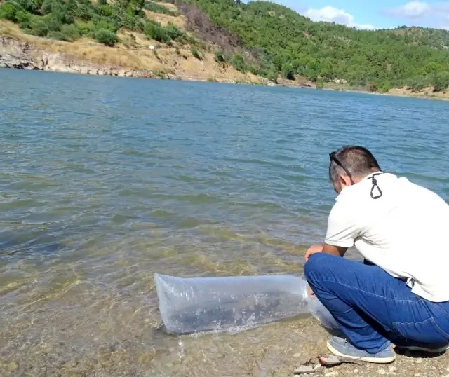 Balıkesir'de 95 bin yavru sazan suya bırakıldı