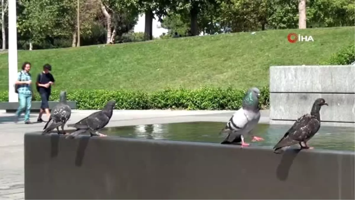 Taksim'de sıcaktan bunalan güvercine belediye işçisinden yardım eli