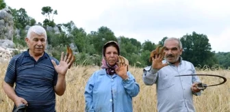 Çiftçiler, sarp arazideki ekinlerini orakla biçiyor