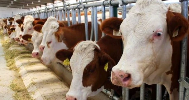 Et ve Süt Kurumu, et alım fiyatlarını 2 lira artırdı Haber