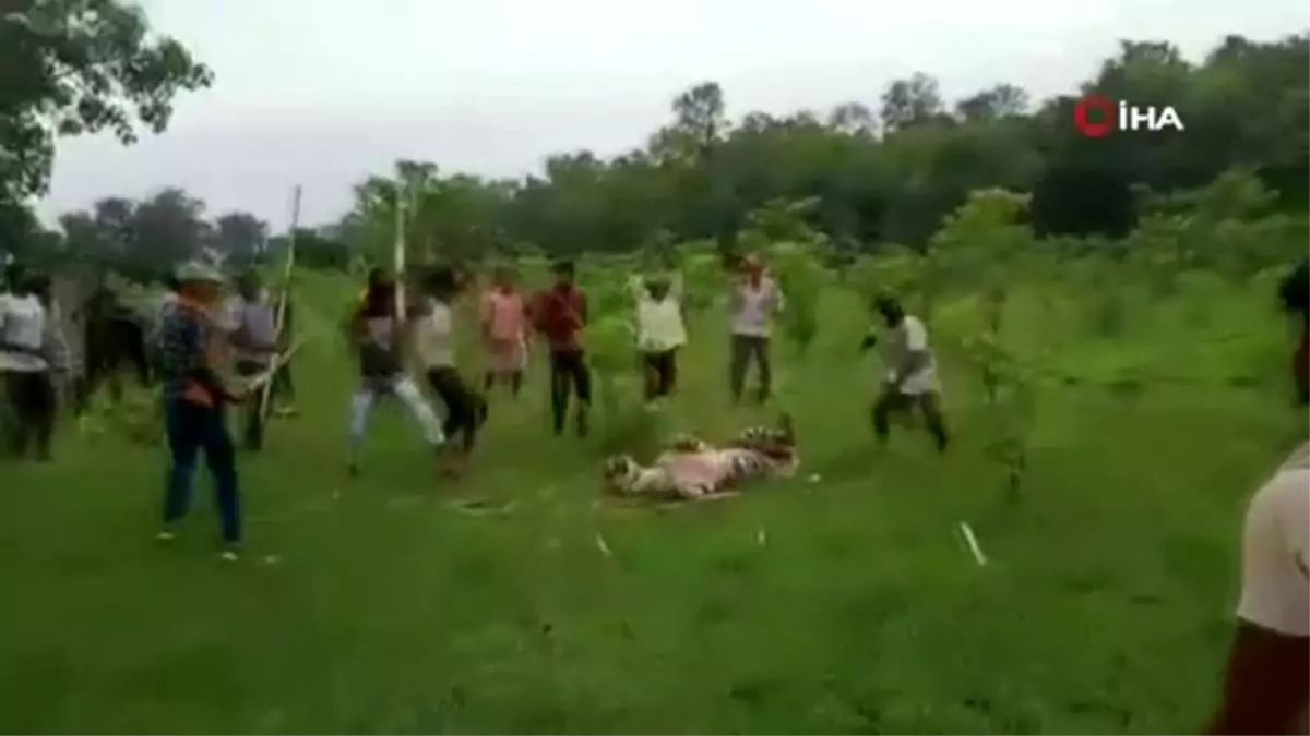 Hindistan'da kaplanı öldüresiye dövdüler