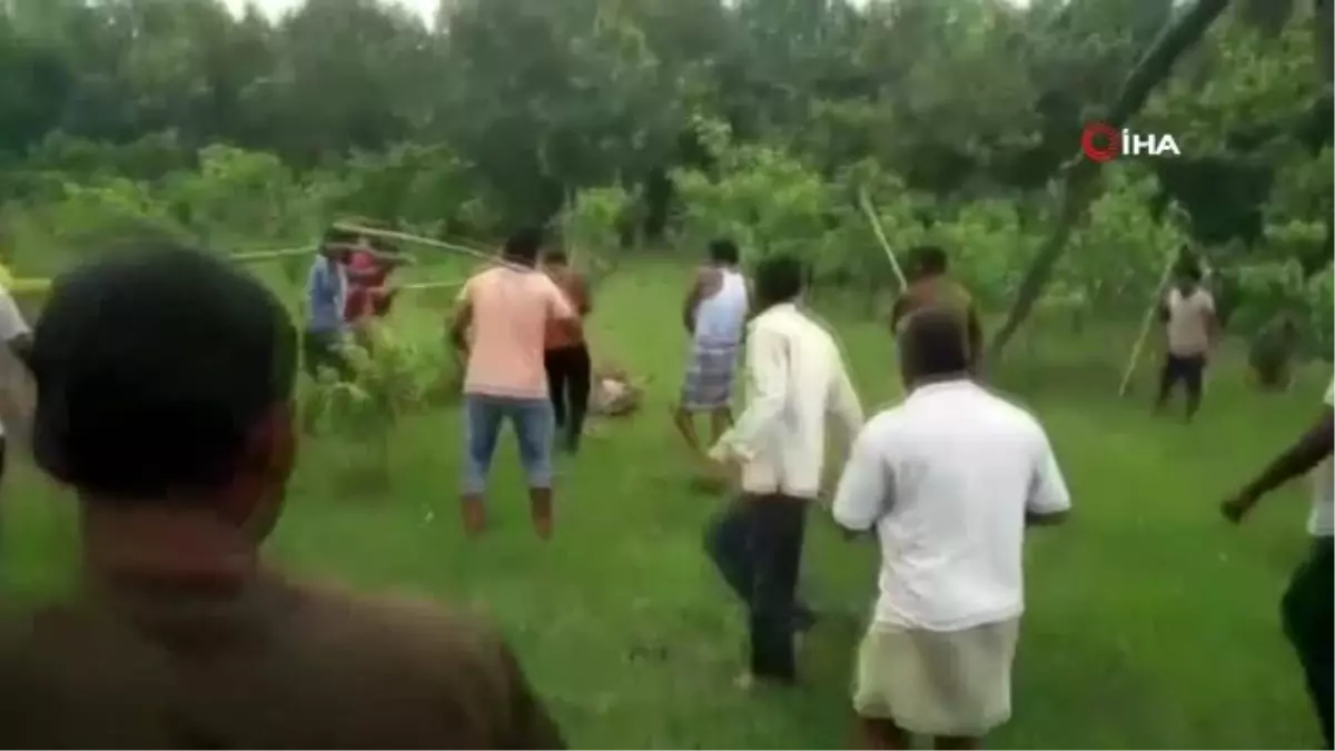 Hindistan'da kaplanı öldüresiye dövdülerKaplanı döven 4 kişi gözaltına alındı