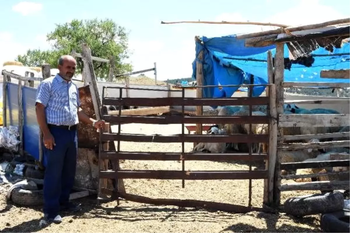 Kırıkkale'de kurbanlık 40 koyun çalındı