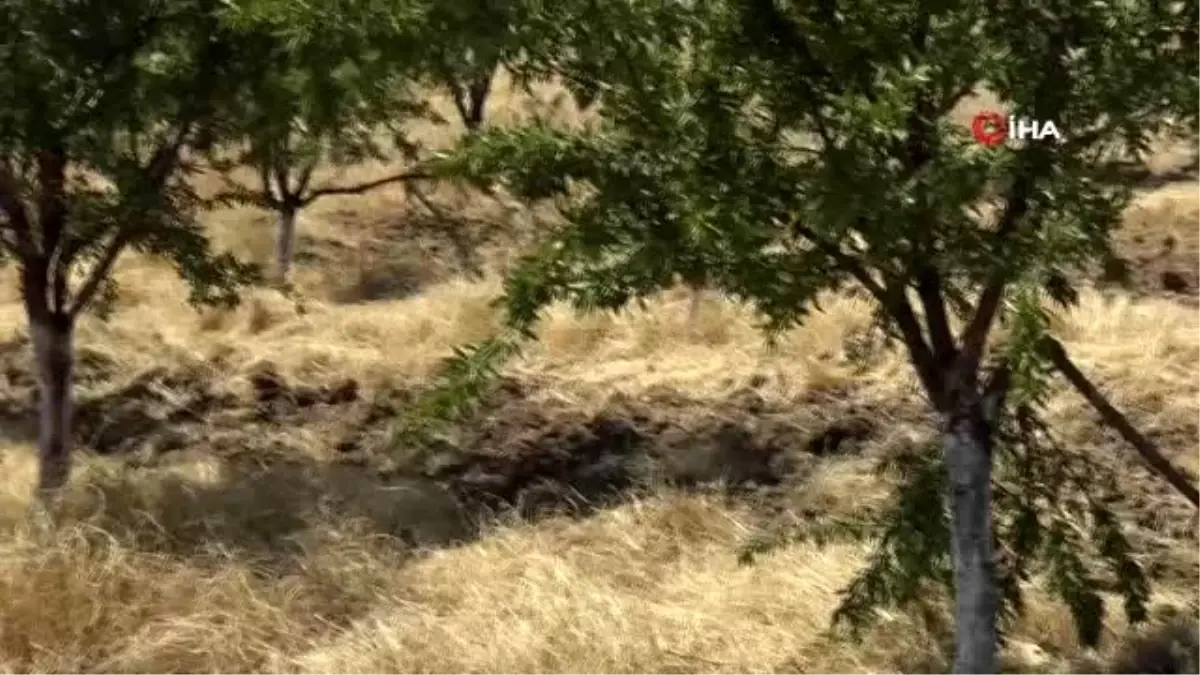Yaban domuzları badem ağaçlarına dadandı