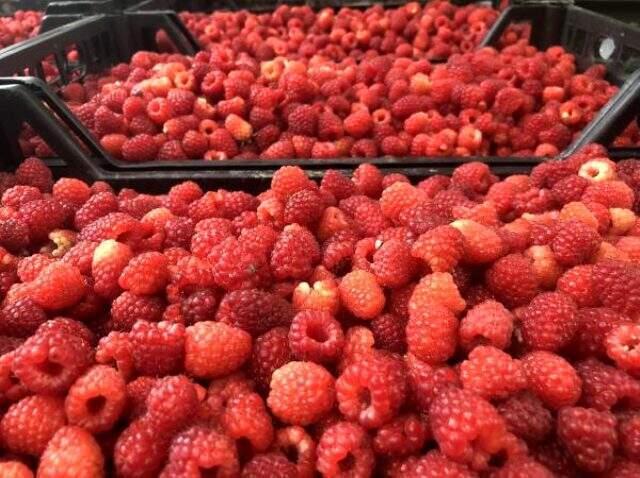 Ahududu hasadı üreticinin yüzünü güldürdü! Kilosu 11 TL'den satılıyor