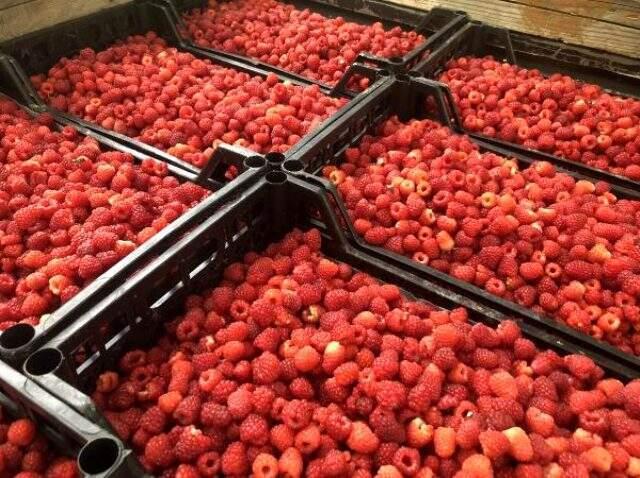 Ahududu hasadı üreticinin yüzünü güldürdü! Kilosu 11 TL'den satılıyor