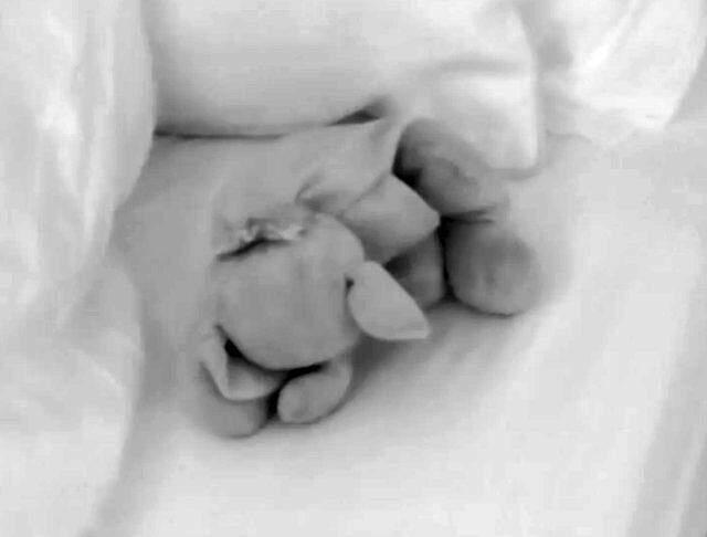 Aşk Adası'nda oyuncak ayının yanında cinsel ilişkiye giren çifte tepki yağdı