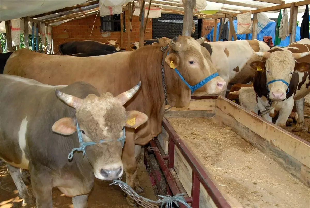 Gölcük'te kurbanlık satışları başladı