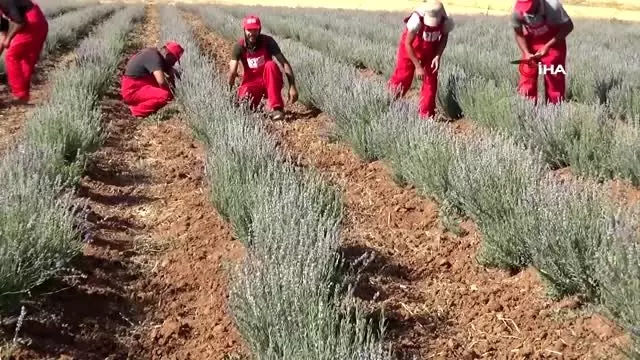 Mardin'de lavanta hasadı yapıldı
