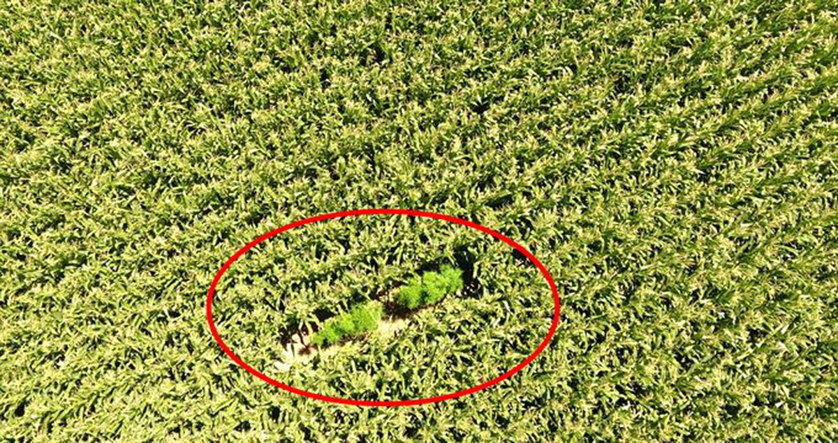 Mısır tarlalarına drone'lu kenevir operasyonu: 2 gözaltı