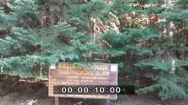Truva atı Kazdağı köknarından yapılmış Truva atı Kazdağı köknarından yapılmış