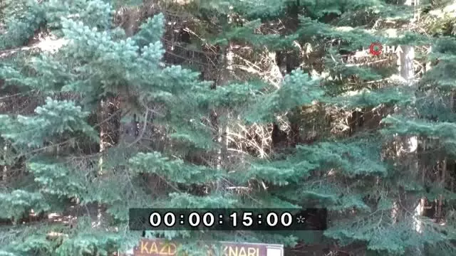 Truva atı Kazdağı köknarından yapılmış Truva atı Kazdağı köknarından yapılmış