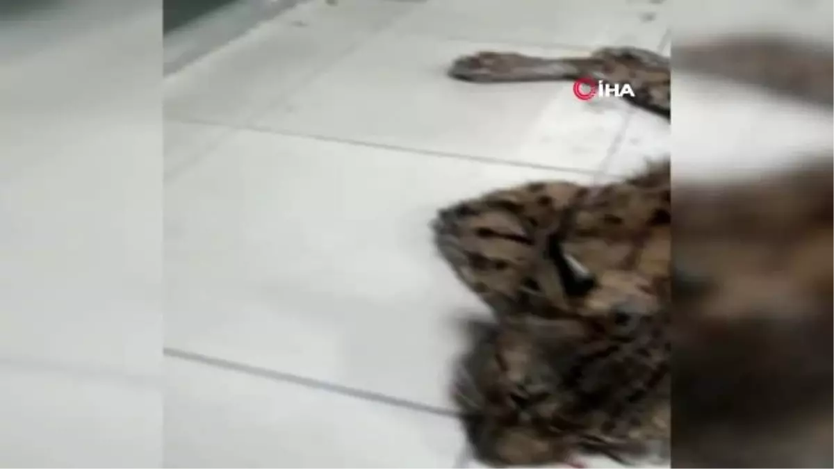 Aracın çarptığı vaşak telef oldu