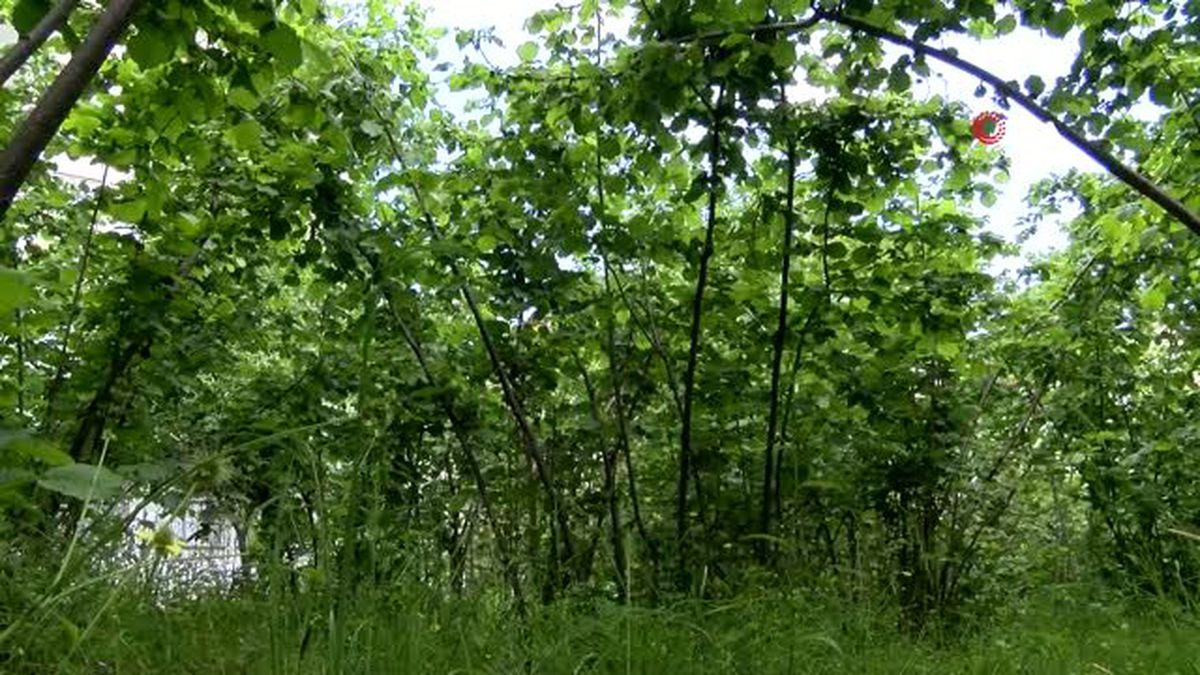 Mevsimlik tarım işçileri fındık için Ordu'da