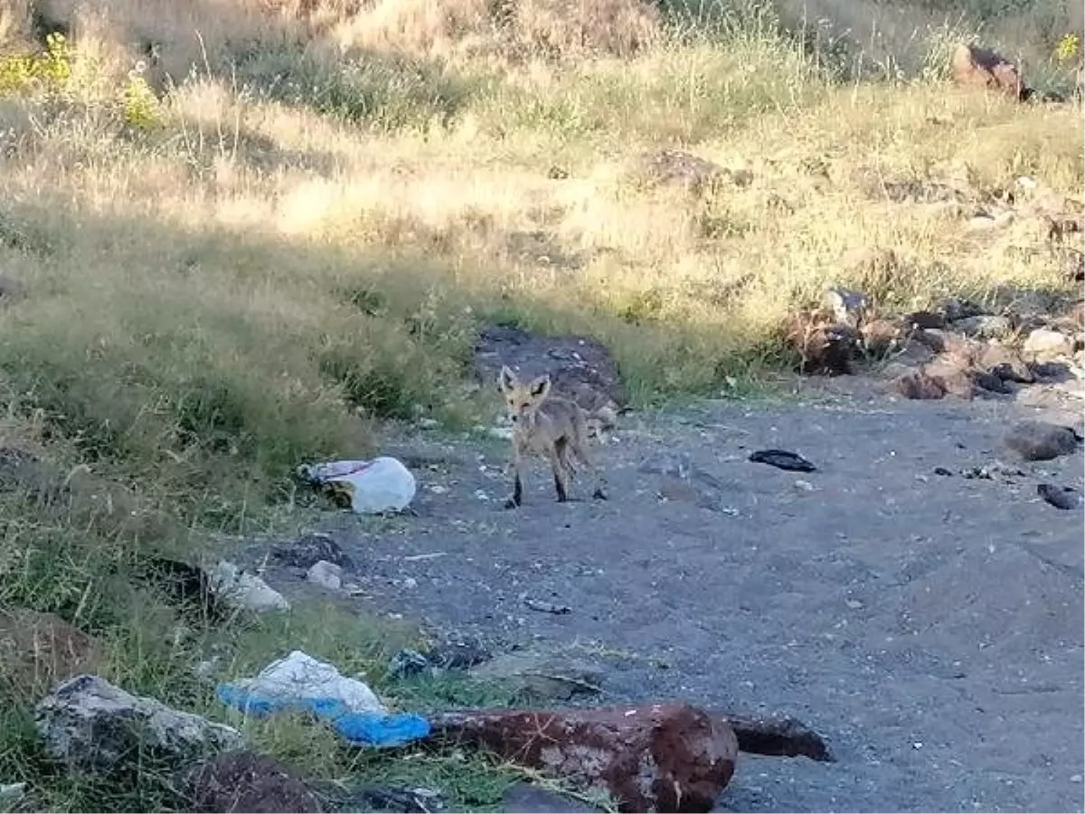 Van Gölü sahilinde tilki görüntülediler