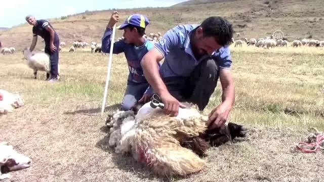 Besicilerin koyun kırkma telaşı başladı - Van