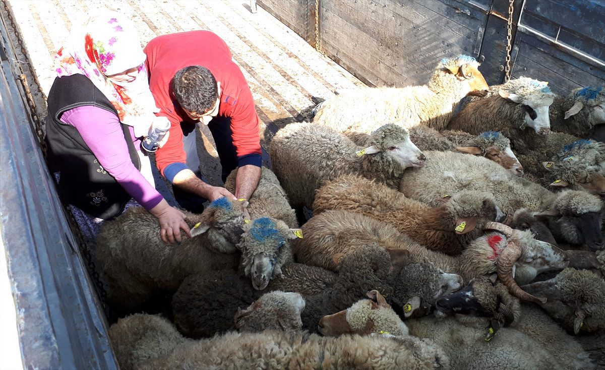 Beypazarı'nda 'Kurban Kesim Elemanı' kursu açılacak