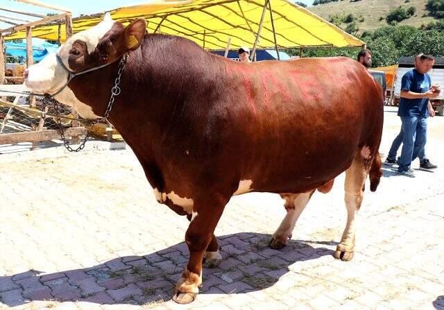 Bir tonluk 'Şampiyon' otomobil parasına satıldı