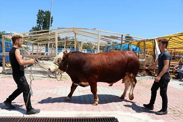 Bir tonluk 'Şampiyon' otomobil parasına satıldı