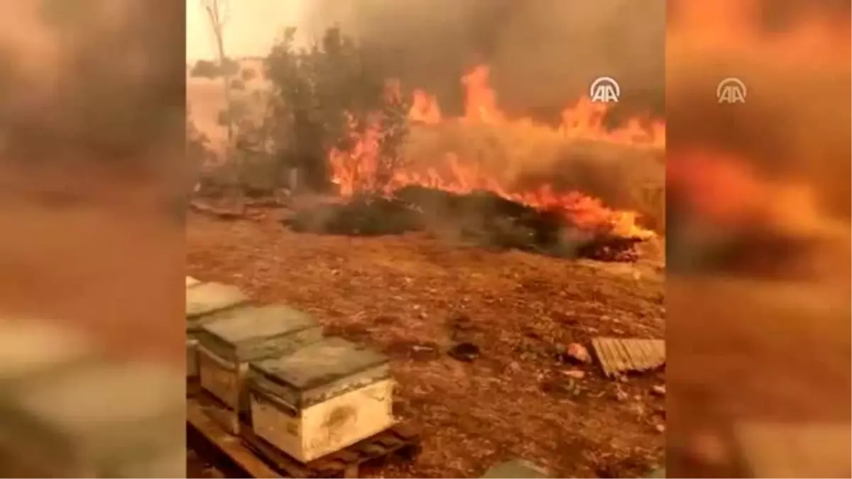 Mardin'deki orman yangını