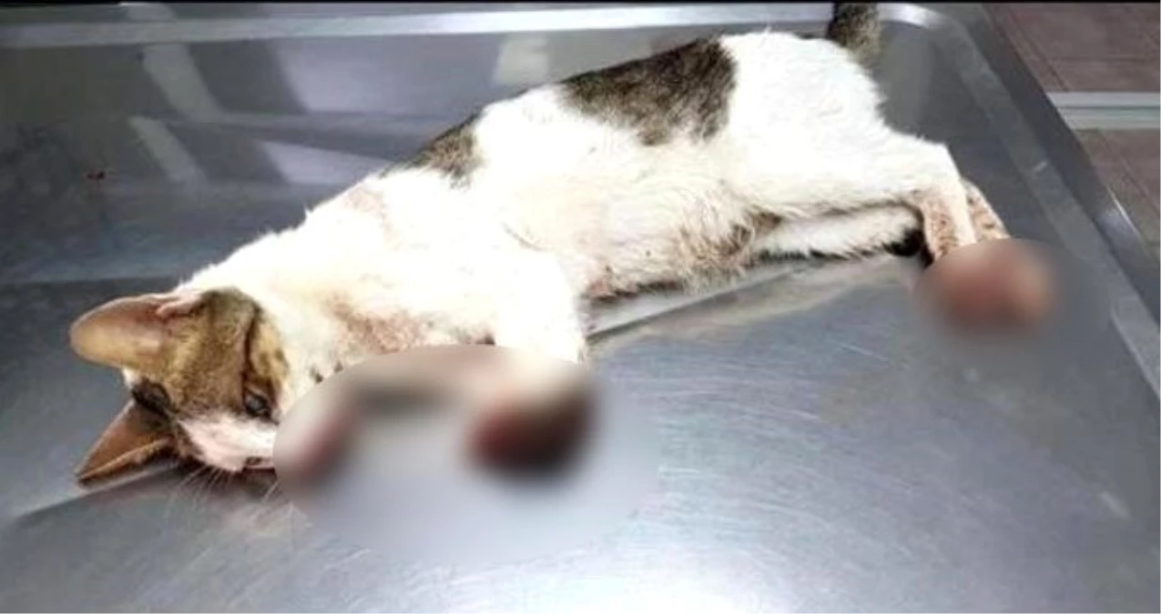 Marmaris�te 2 bacağı kesilmiş bulunan kedi uyutuldu Haber